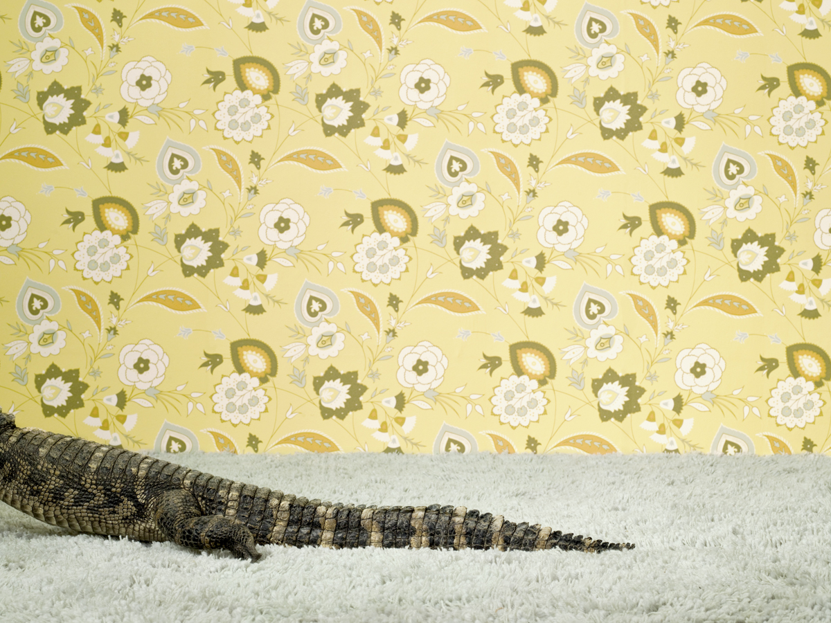 alligator3