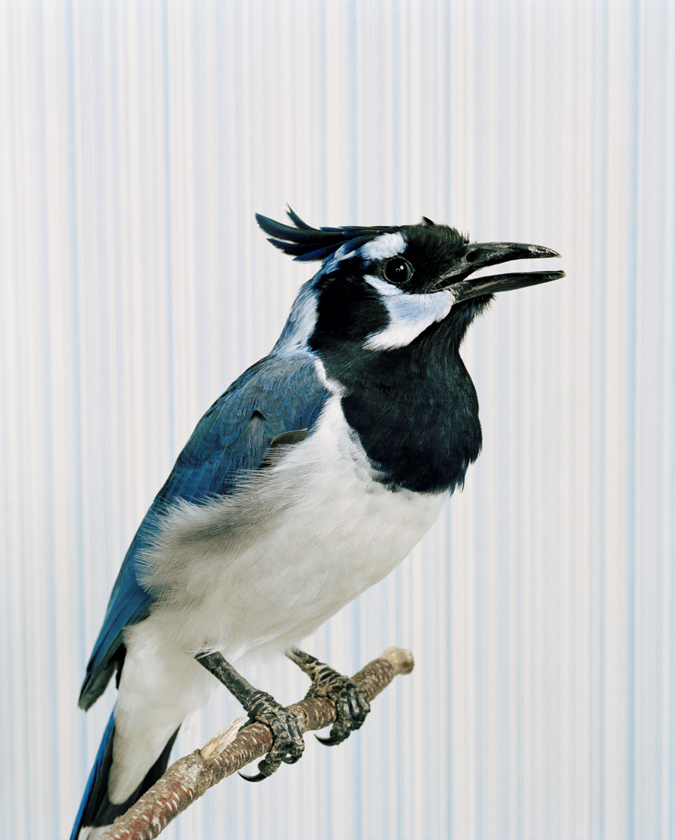 bluejay