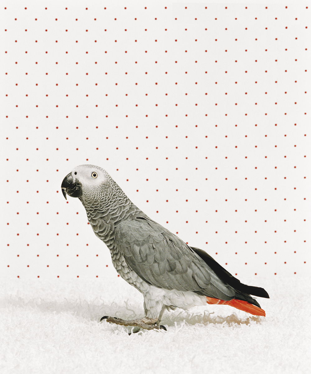 parrot1